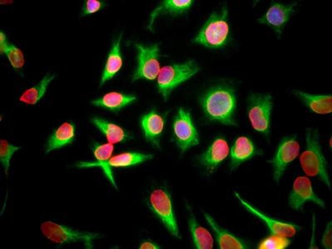 Immunocytochemistry/Immunofluorescence: Lamin A + C Antibody (4C4) [NBP2-25151] - HeLa cells staing with NBP2-25151 (red), and counterstained with chicken polyclonal antibody to Vimentin NB300-223 (green) and DNA (blue). NBP2-25151 reveals strong nuclear lamina staining, while the Vimentin antibody reveals cytoplasmic intermediate filaments.