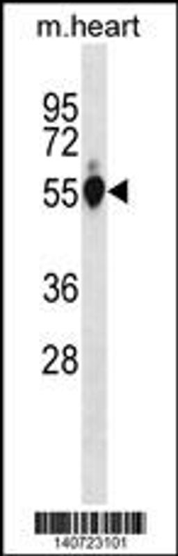 Western blot analysis in mouse heart tissue lysates (35ug/lane).