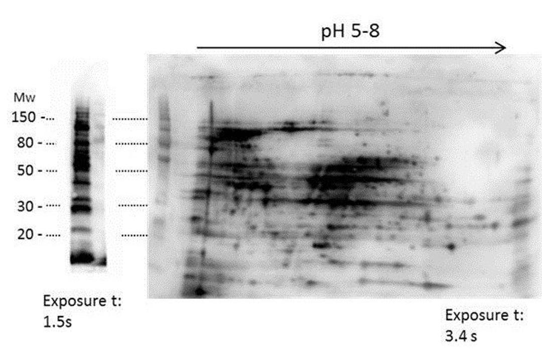 Western blot analysis of E.coli High Molecular Weight Host Cell Protein using HMW E.Coli Host Cell Proteins antibody