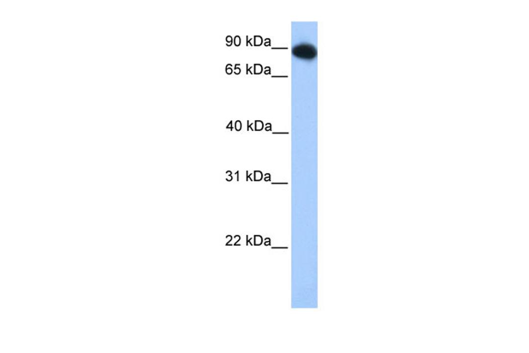 Antibody used in WB on Transfected 293T at 0.2-1 ug/ml.