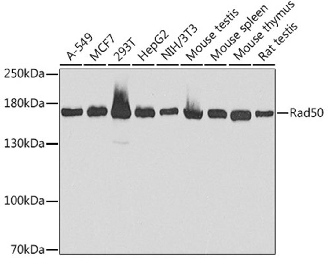 Western blot - Rad50 antibody (A3078)