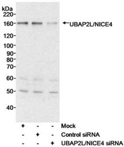 Detection of human UBAP2L/NICE4 by western blot.