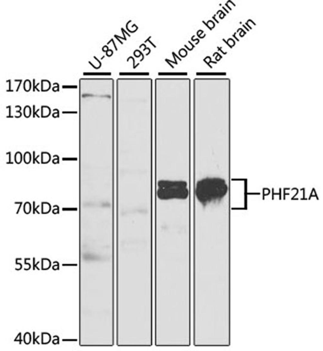 Western blot - PHF21A antibody (A6330)