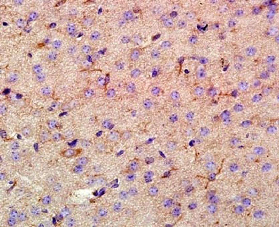 Immunohistochemical staining of rat brain tissue AIF1/Iba1 antibody.