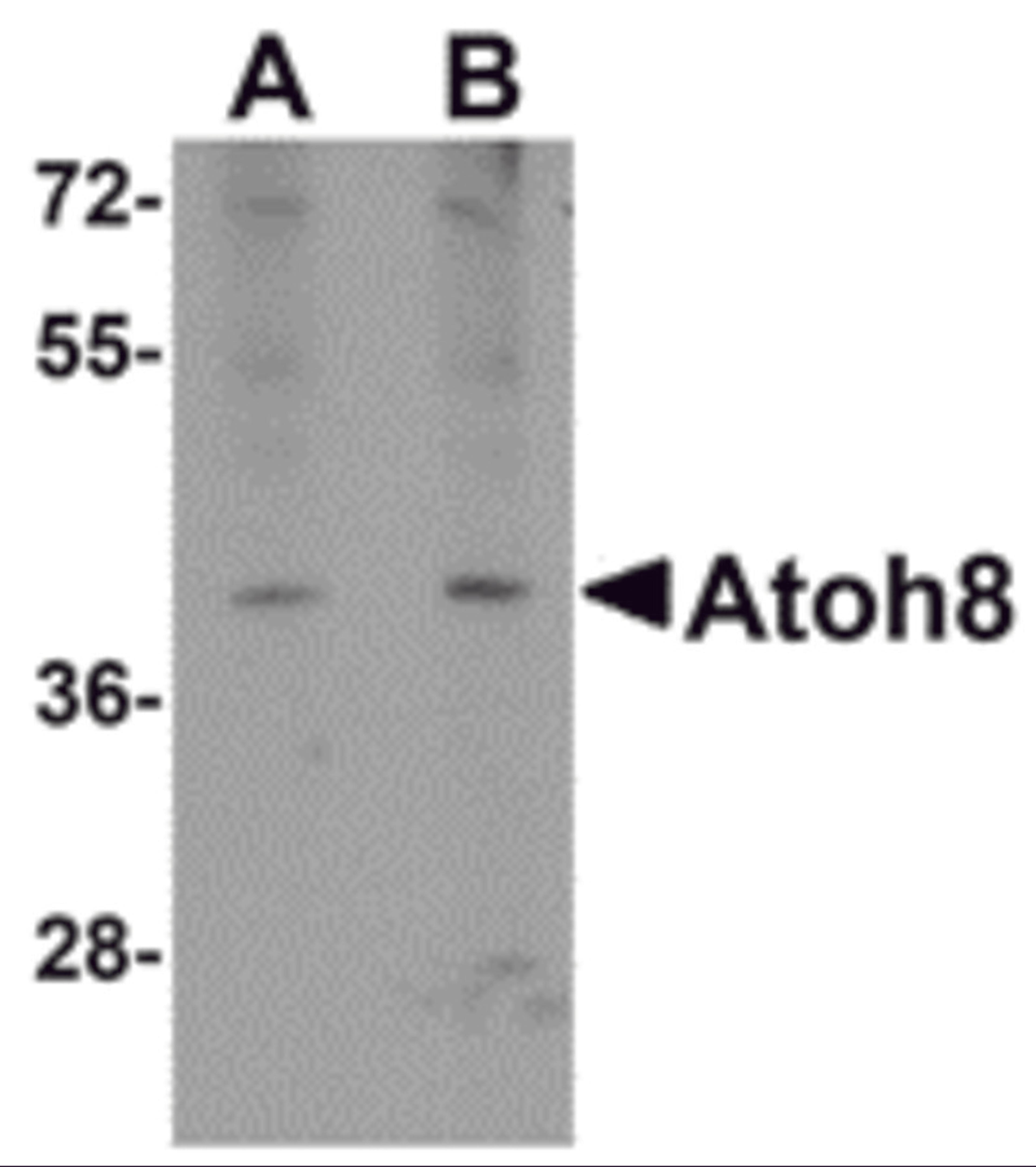 Western blot analysis of ATOH8 in A-20 cell lysate with ATOH8 antibody at (A) 1 and (B) 2 μg/mL.