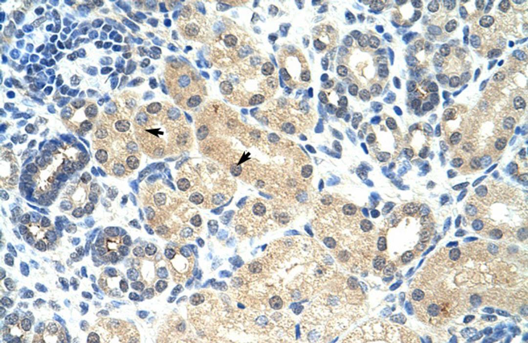 Antibody used in IHC on Human kidney.