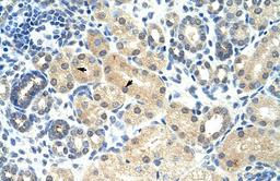 Antibody used in IHC on Human kidney.