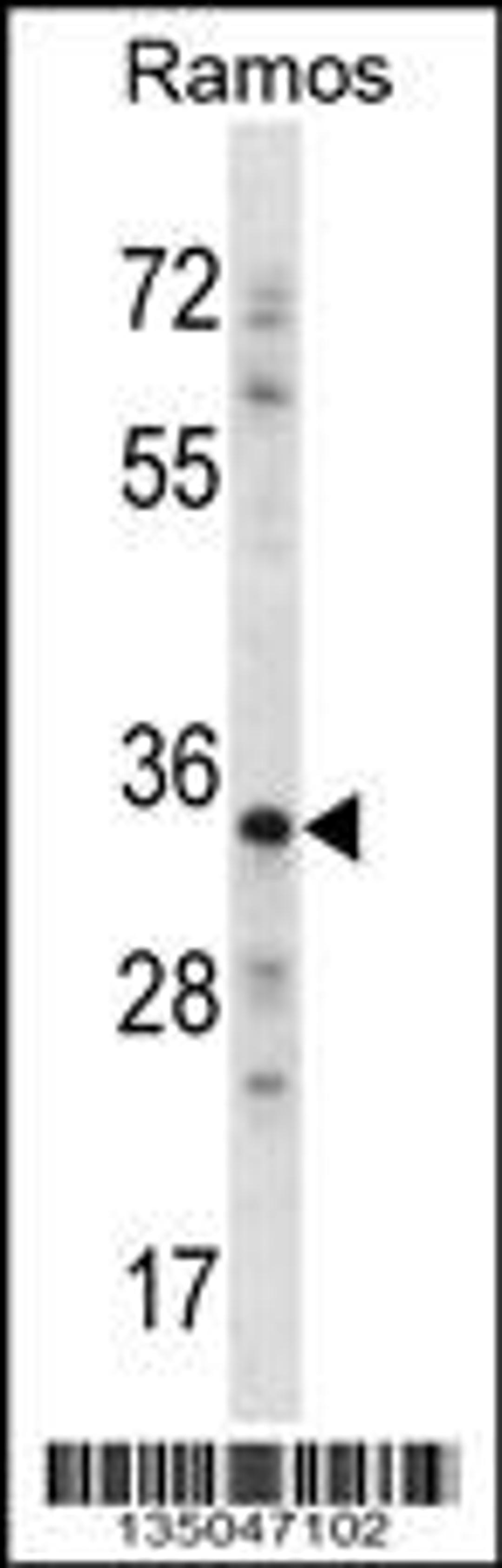 Western blot analysis in Ramos cell line lysates (35ug/lane).