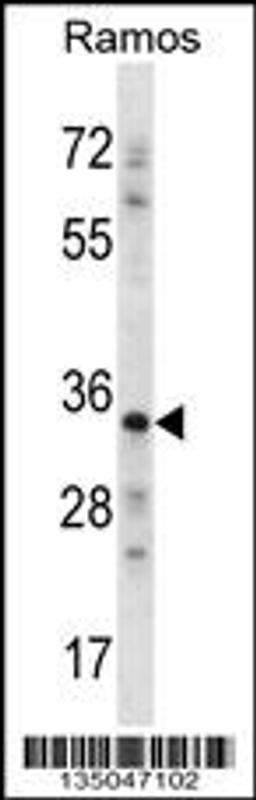 Western blot analysis in Ramos cell line lysates (35ug/lane).