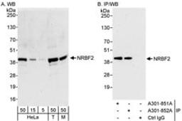 Detection of human and mouse NRBF2 by western blot (h&m) and immunoprecipitation (h).