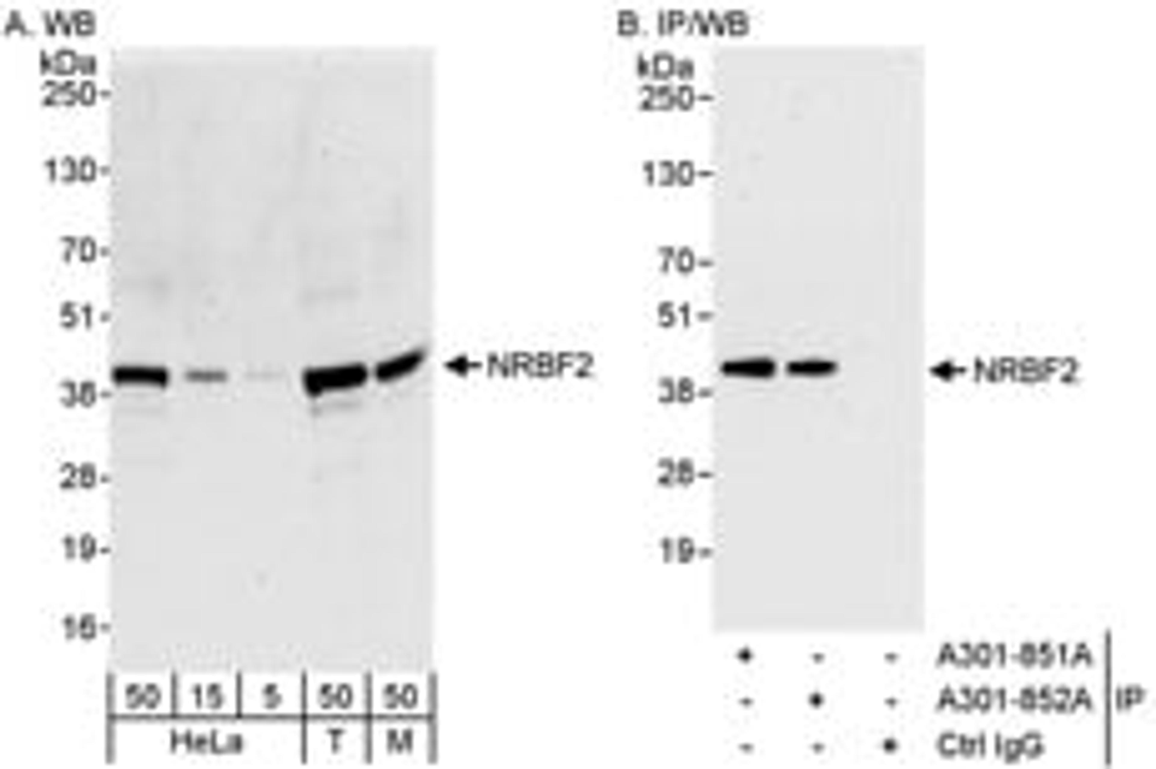 Detection of human and mouse NRBF2 by western blot (h&m) and immunoprecipitation (h).