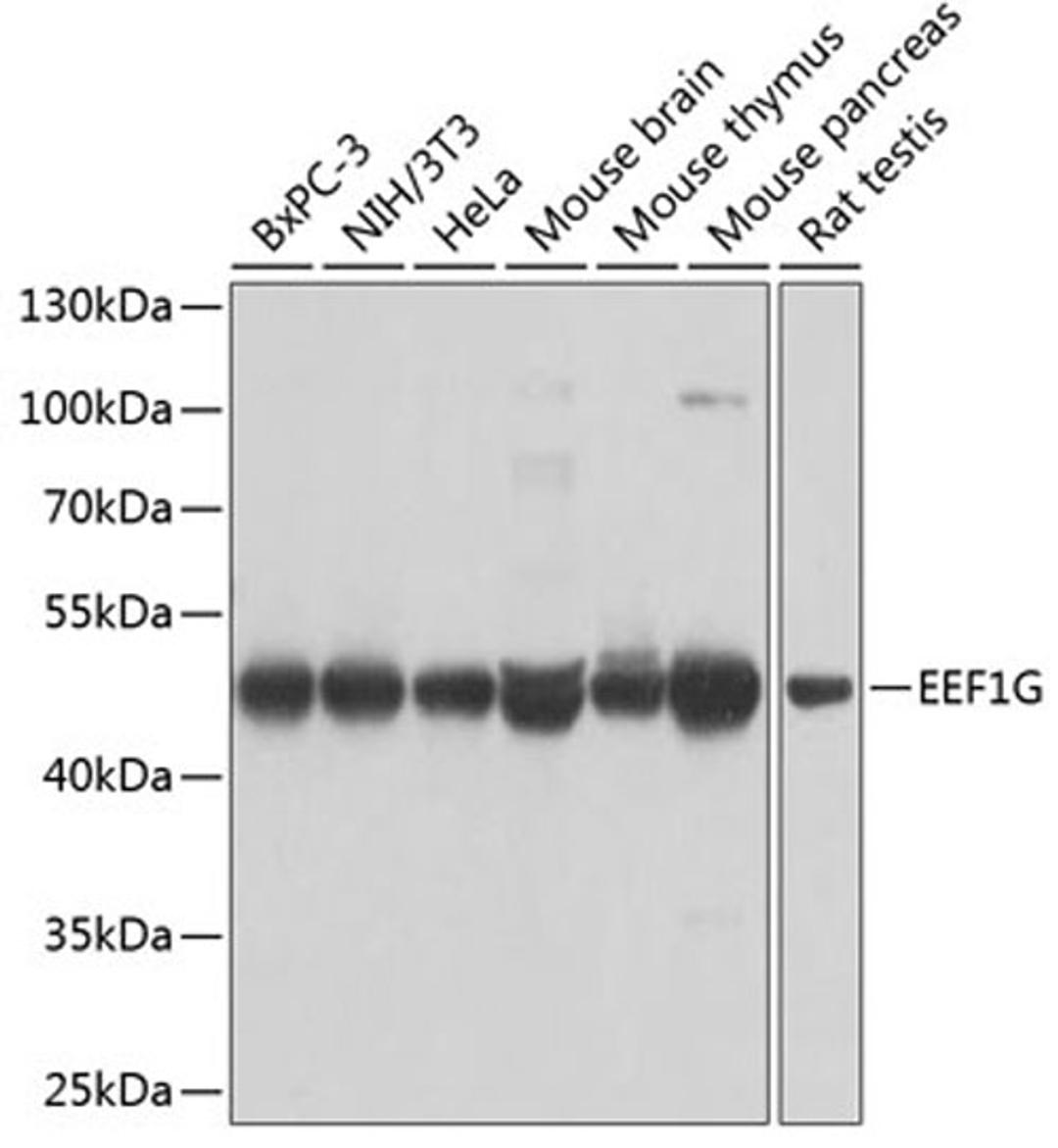 Western blot - EEF1G antibody (A7891)