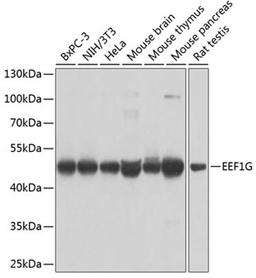 Western blot - EEF1G antibody (A7891)