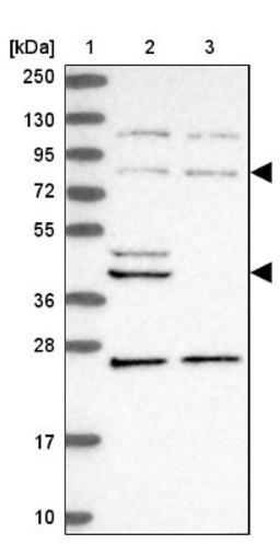 Western Blot: METTL13 Antibody [NBP1-92109] - Lane 1: Marker [kDa] 250, 130, 95, 72, 55, 36, 28, 17, 10<br/>Lane 2: Human cell line RT-4<br/>Lane 3: Human cell line U-251MG sp