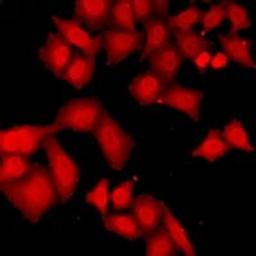 Immunofluorescent analysis of A549 cells using ZNF346 antibody