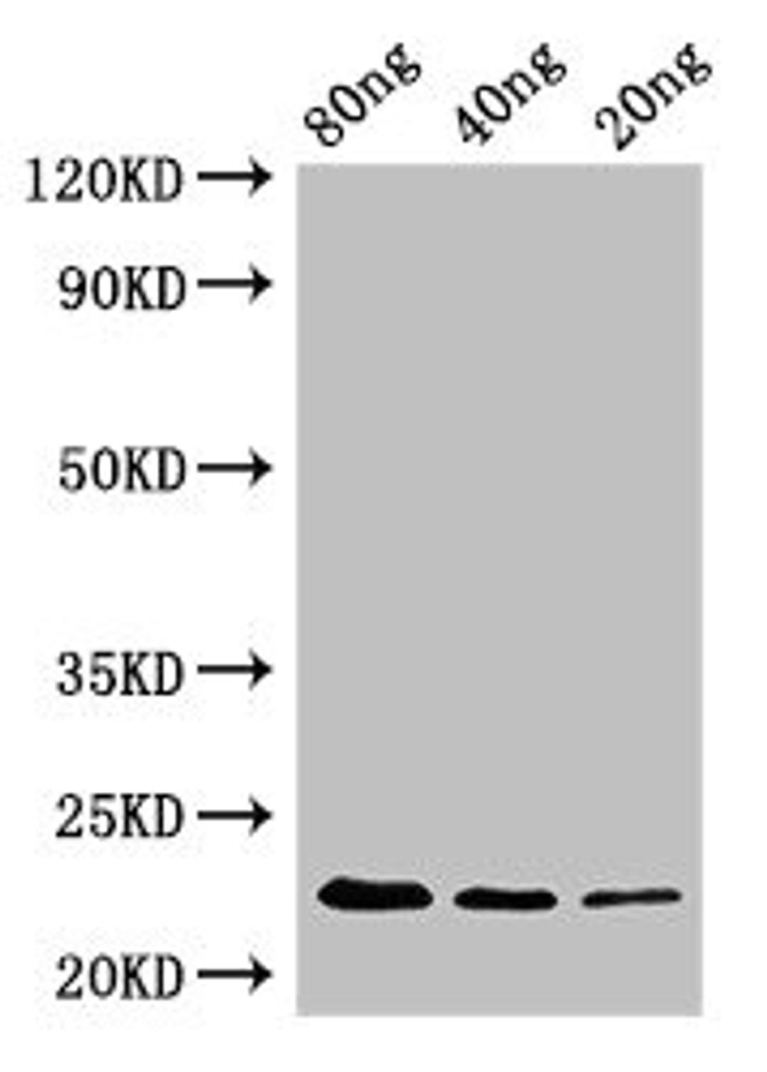 Western Blot. Positive WB detected in Recombinant protein. All lanes: pyrE antibody at 2.4µg/ml. Secondary. Goat polyclonal to rabbit IgG at 1/50000 dilution. predicted band size: 23 kDa. observed band size: 23 kDa