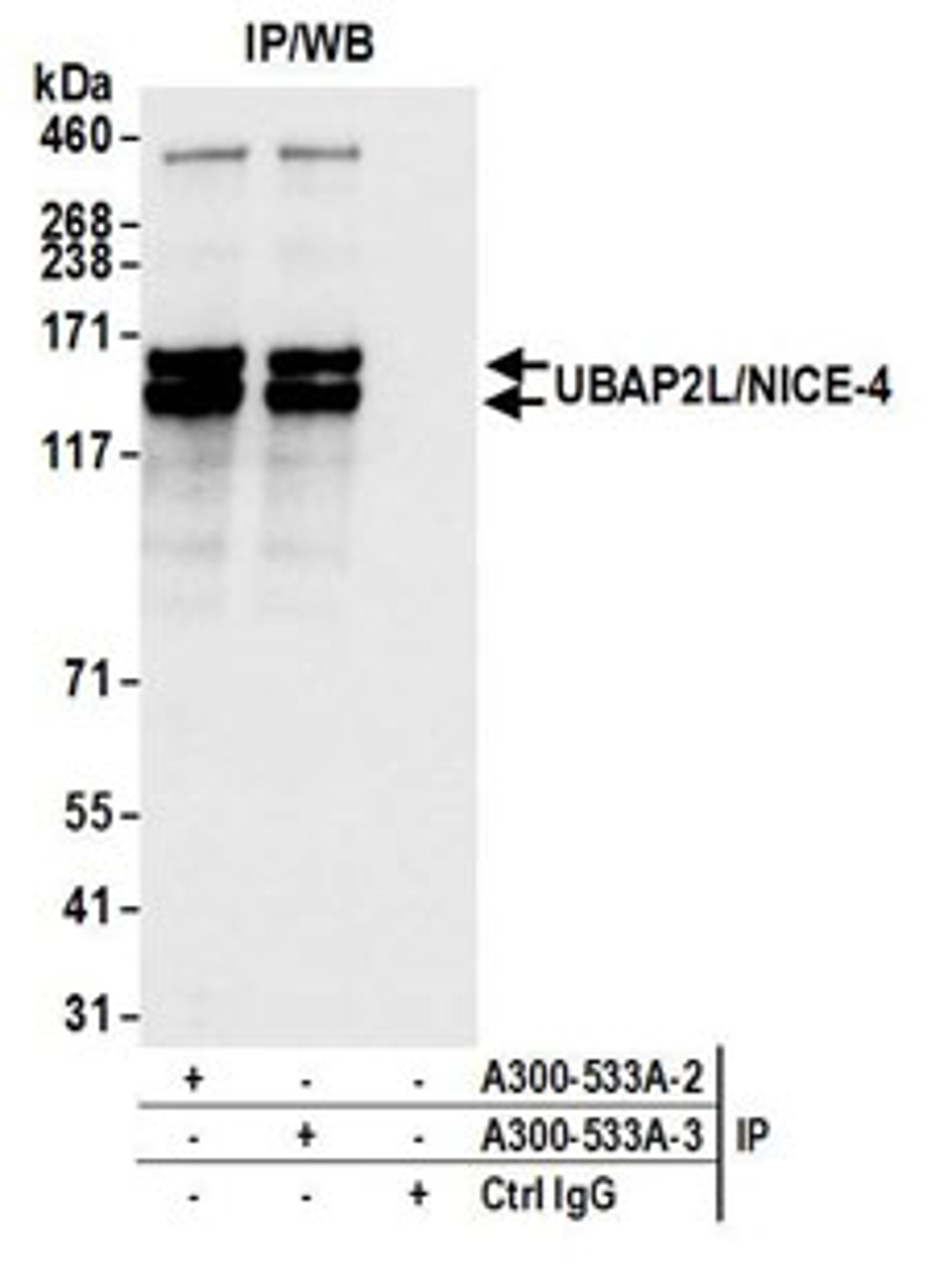 Detection of human UBAP2L/NICE-4 by western blot of immunoprecipitates.