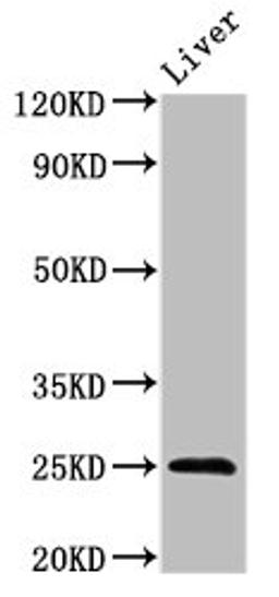 Western Blot. Positive WB detected in: Mouse liver tissue. All lanes: FGF17 antibody at 3ug/ml. Secondary. Goat polyclonal to rabbit IgG at 1/50000 dilution. Predicted band size: 25, 24 kDa. Observed band size: 25 kDa.