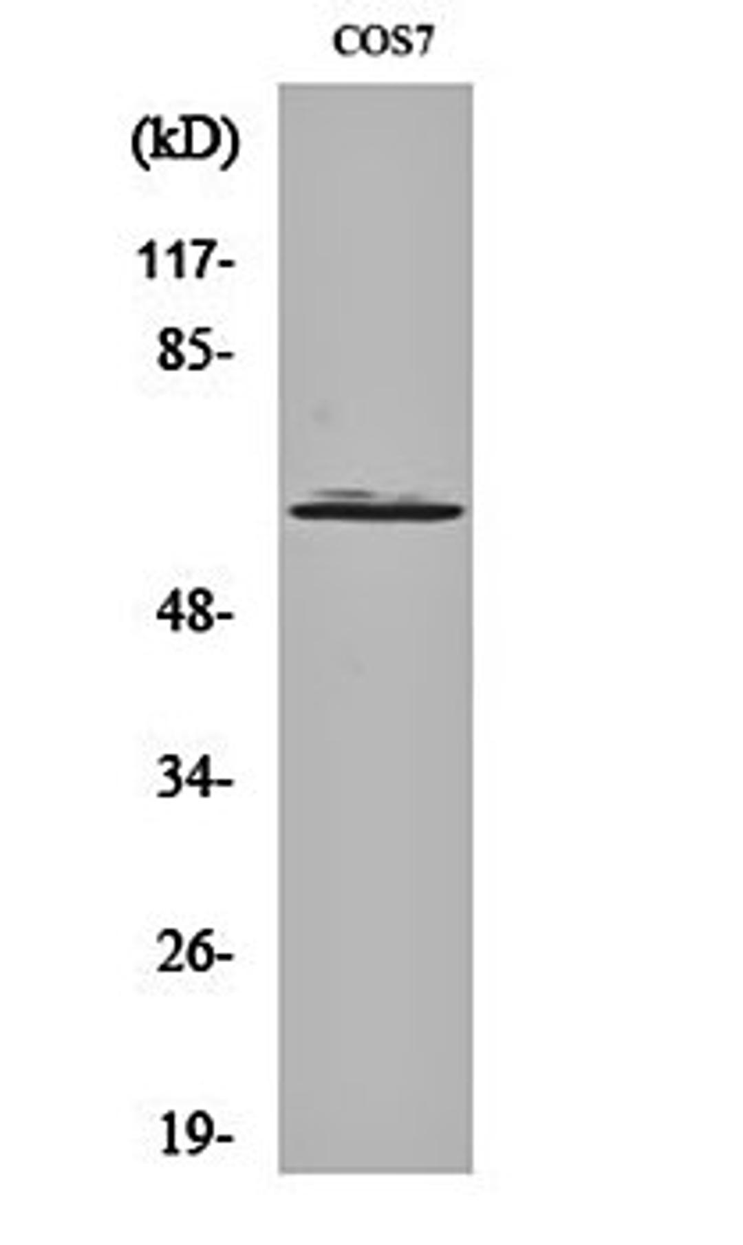 Western blot analysis of COS7 cell lysates using Arylsulfatase I antibody