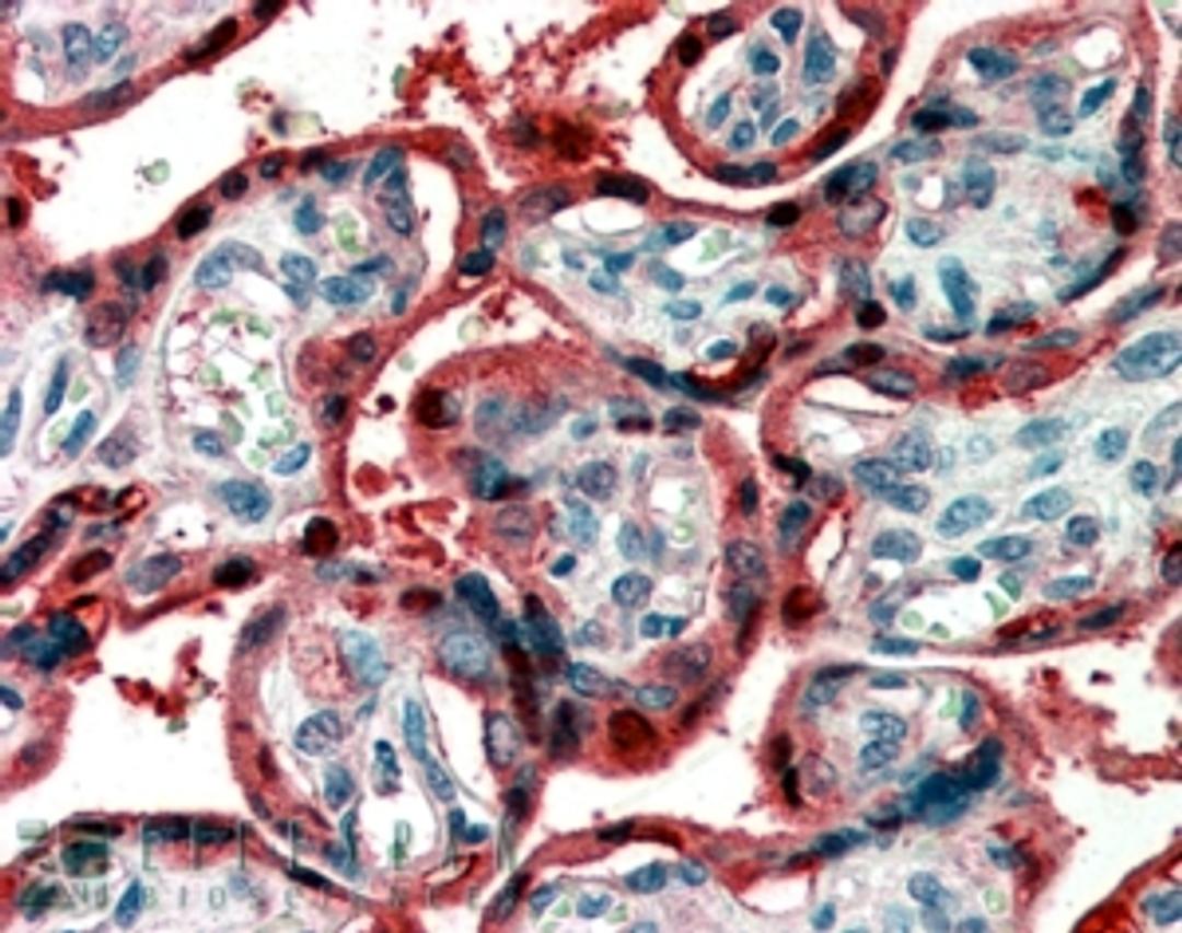 45-669 (2ug/ml) staining of paraffin embedded Human Placenta. Steamed antigen retrieval with citrate buffer pH 6, AP-staining.