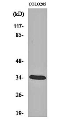 Western blot analysis of COLO205 cell lysates using MOX-2 antibody