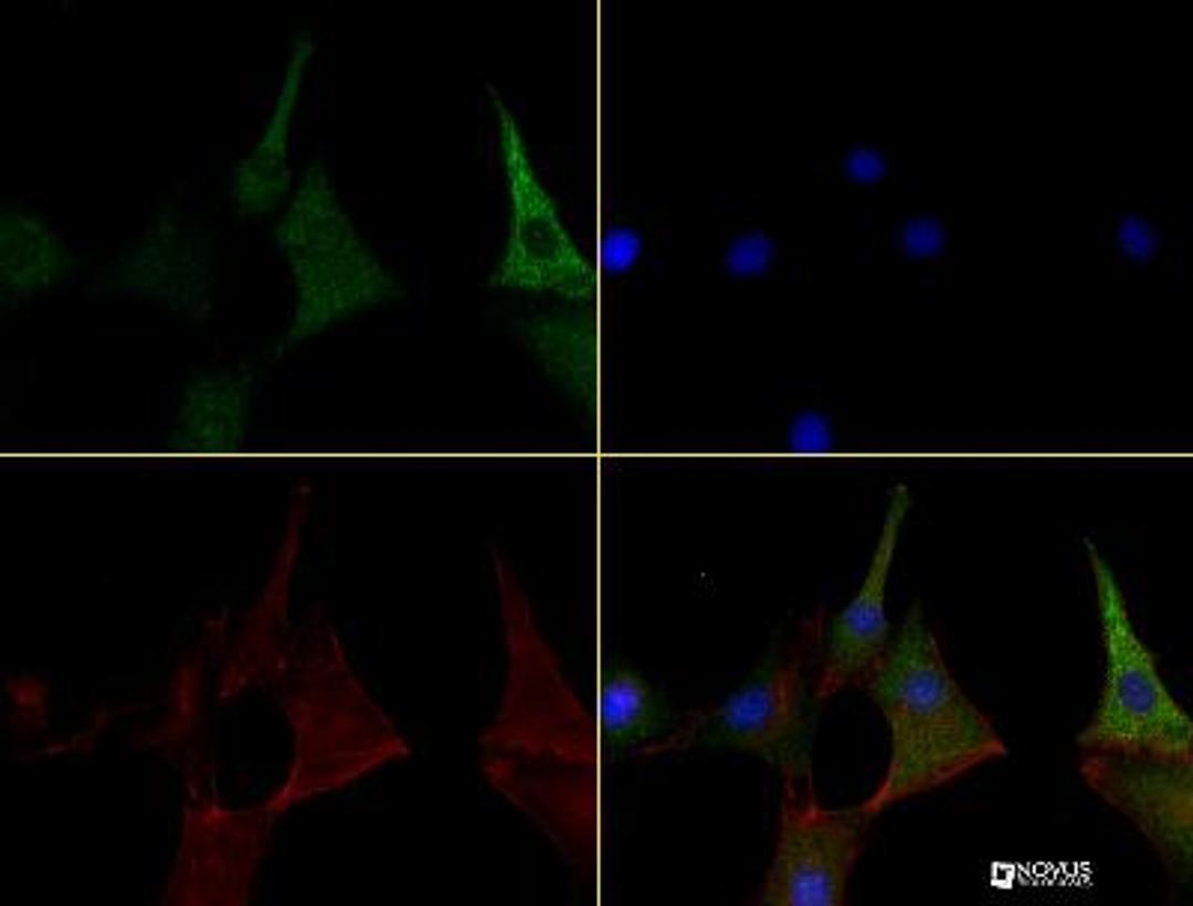 Immunocytochemistry/Immunofluorescence: Caspase 11 Antibody (17D9) [NB120-10454] - Caspase 11 antibody was tested in NIH-3T3 cells at a 1:100 dilution using a Dylight 488 conjugated secondary antibody (Green). Actin (Red) and DNA (Blue) were counterstained using Phalloidin 568 and DAPI.