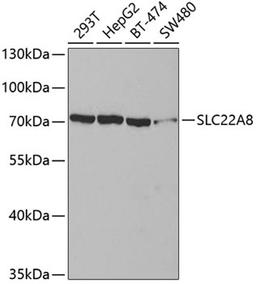 Western blot - SLC22A8 antibody (A3119)