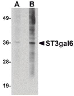 Western blot analysis of ST3gal6 in HeLa cell lysate with ST3gal6 antibody at (A) 1 and (B) 2 μg/mL.