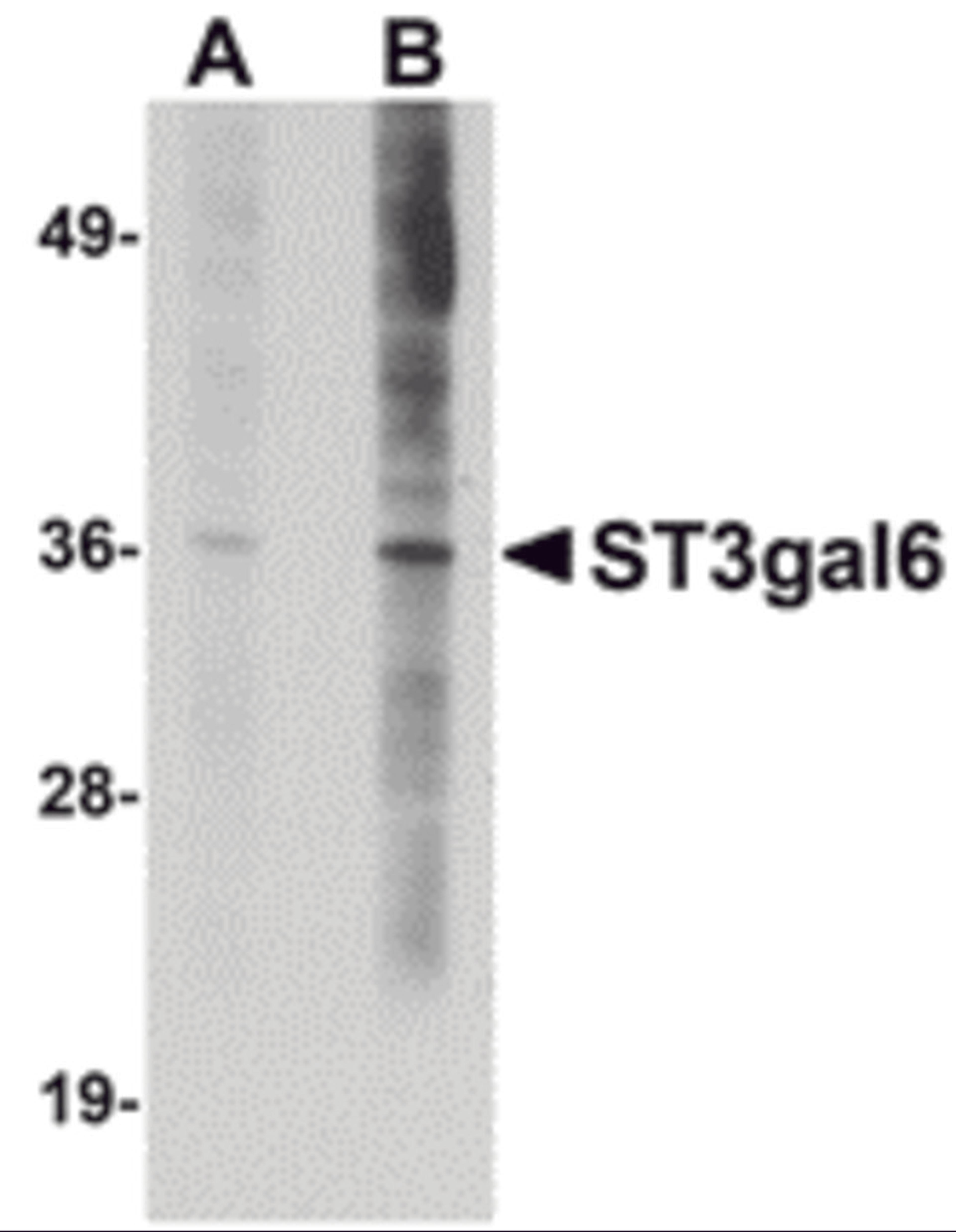 Western blot analysis of ST3gal6 in HeLa cell lysate with ST3gal6 antibody at (A) 1 and (B) 2 μg/mL.