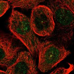 Immunocytochemistry/Immunofluorescence: C1orf51 Antibody [NBP1-88685] - Staining of human cell line A-431 shows positivity in nucleus & centrosome.