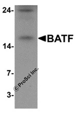 Western blot analysis of BATF in rat spleen tissue lysate with BATF antibody at 1 μg/mL.