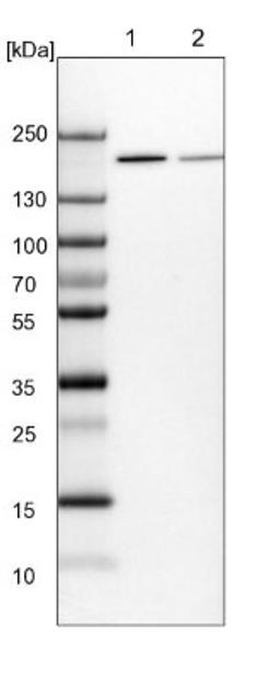 Western Blot: UGGT1 Antibody [NBP1-81651] - Lane 1: NIH-3T3 cell lysate (Mouse embryonic fibroblast cells)<br/>Lane 2: NBT-II cell lysate (Rat Wistar bladder tumour cells)