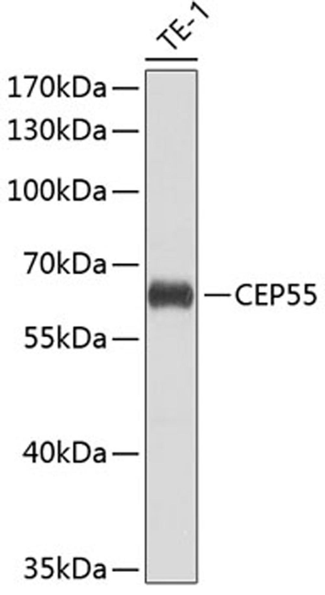 Western blot - CEP55 antibody (A8229)