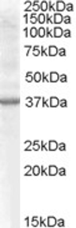 46-279 (0.5ug/ml) staining of Rat Kidney lysate (35ug protein in RIPA buffer). Primary incubation was 1 hour. Detected by chemiluminescence.