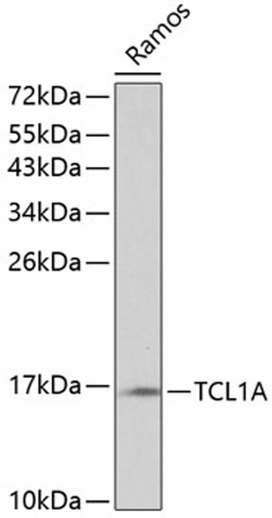 Western blot - TCL1A antibody (A0629)