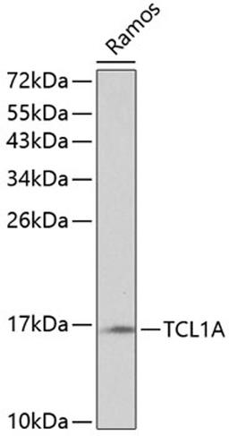 Western blot - TCL1A antibody (A0629)