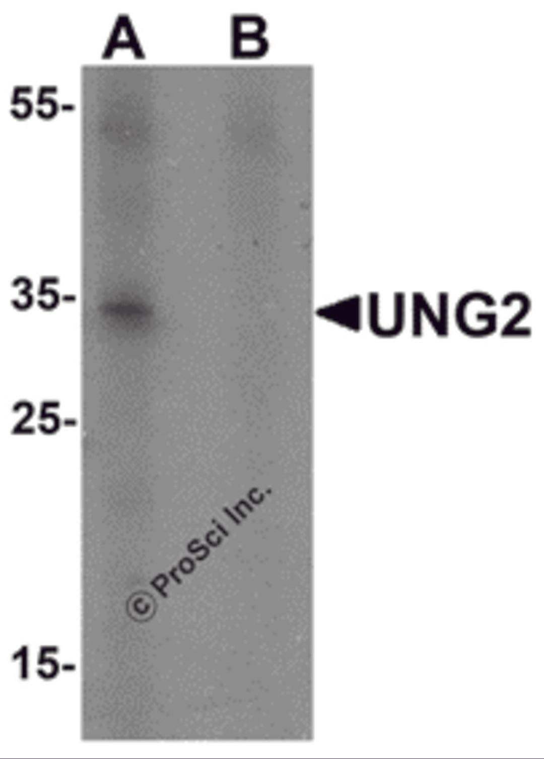 Western blot analysis of UNG2 in 3T3 cell lysate with UNG2 antibody at 1 &#956;g/mL in (A) the presence and (B) the absence of blocking peptide.