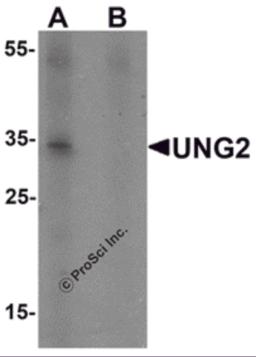 Western blot analysis of UNG2 in 3T3 cell lysate with UNG2 antibody at 1 &#956;g/mL in (A) the presence and (B) the absence of blocking peptide.