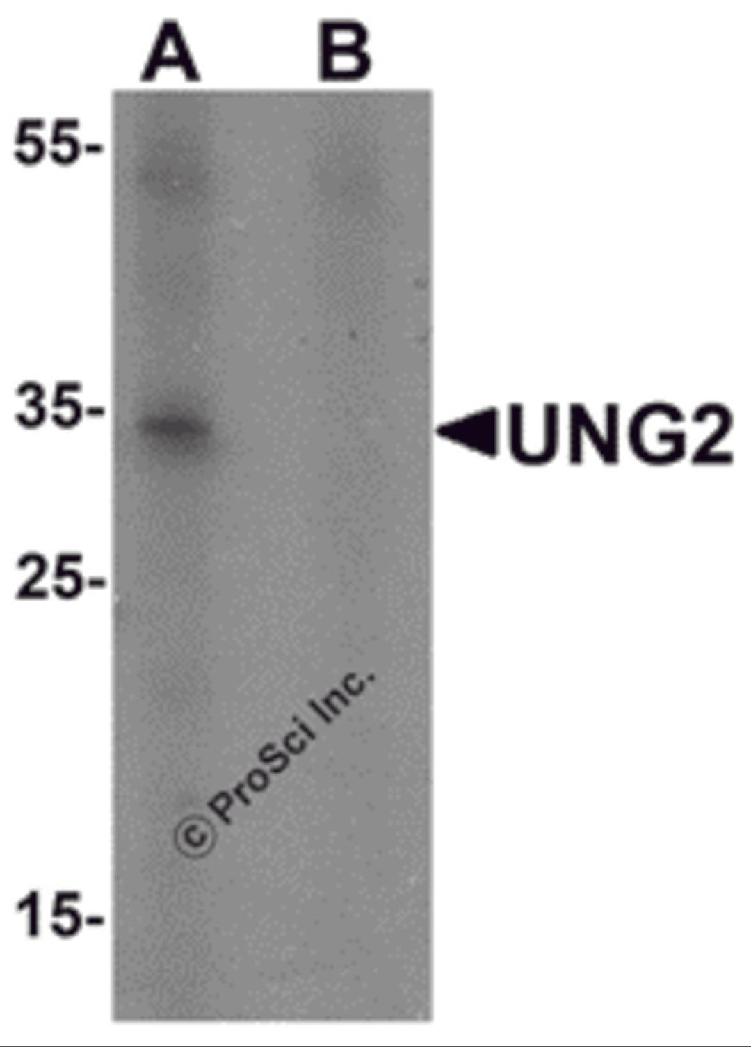 Western blot analysis of UNG2 in 3T3 cell lysate with UNG2 antibody at 1 μg/mL in (A) the presence and (B) the absence of blocking peptide.