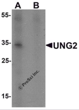 Western blot analysis of UNG2 in 3T3 cell lysate with UNG2 antibody at 1 μg/mL in (A) the presence and (B) the absence of blocking peptide.