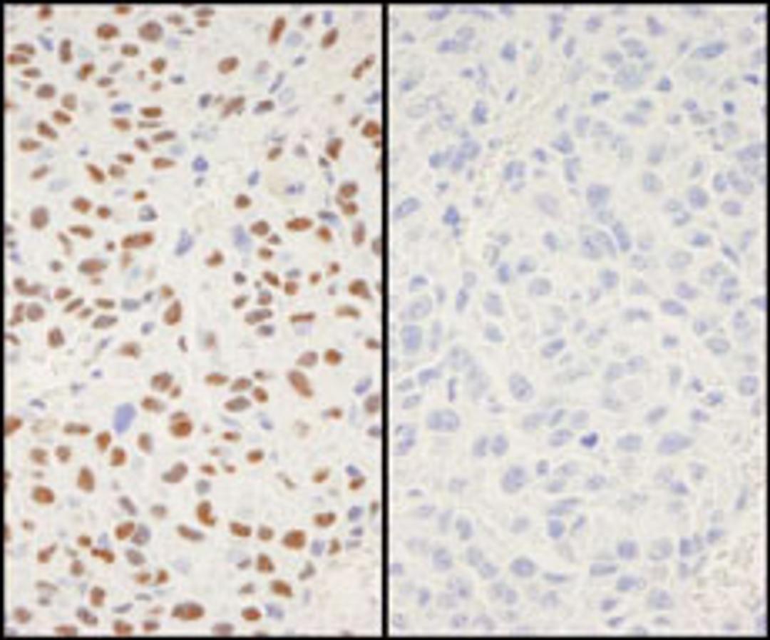 Detection of mouse Phospho XRCC1 (S518/T519/T523) by immunohistochemistry.