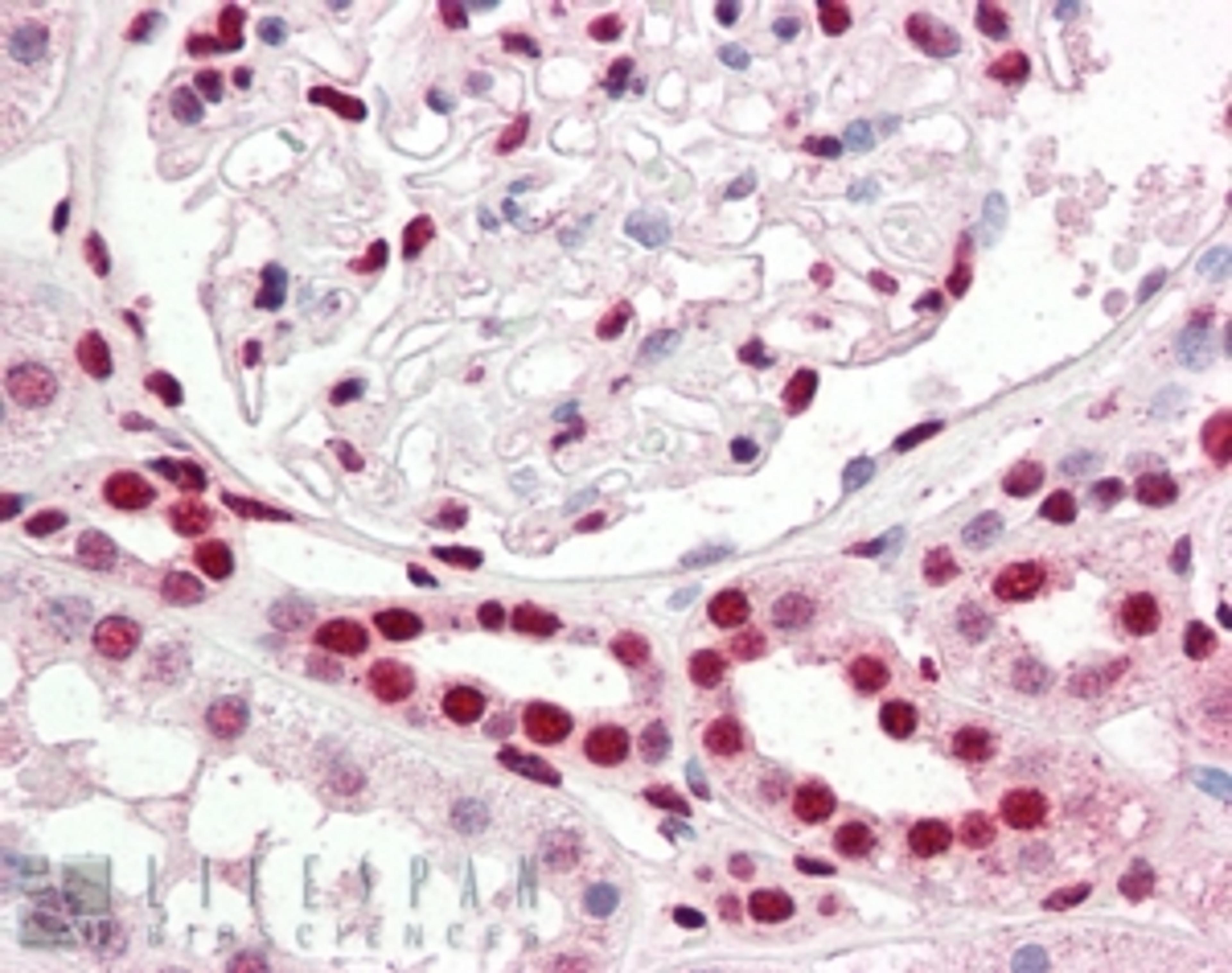 45-781 (2.5ug/ml) staining of paraffin embedded Human Kidney. Steamed antigen retrieval with citrate buffer pH 6, AP-staining.