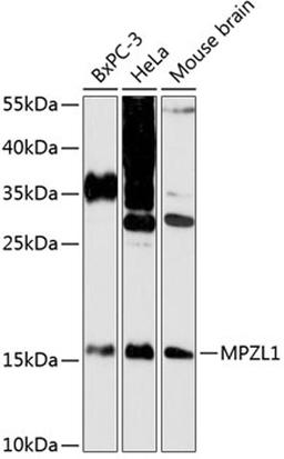 Western blot - MPZL1 antibody (A13059)