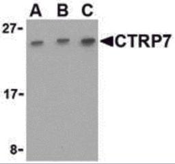 Western blot analysis of CTRP7 in 293 cell lysate with CTRP7 antibody at (A) 0.5, (B) 1, and (C) 2 &#956;g/mL.