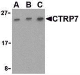 Western blot analysis of CTRP7 in 293 cell lysate with CTRP7 antibody at (A) 0.5, (B) 1, and (C) 2 μg/mL.
