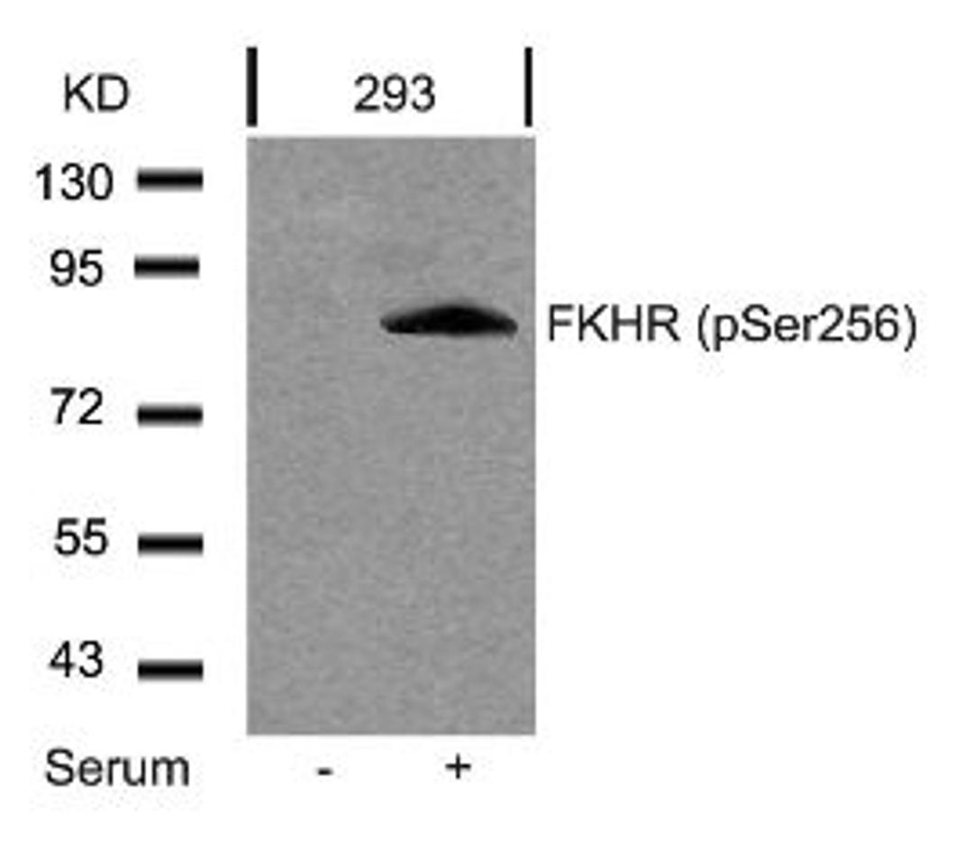 Western blot analysis of lysed extracts from 293 cells untreated or treated with serum using FKHR (Phospho-Ser256).