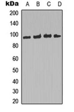 Western blot analysis of HeLa (Lane 1), Raw264.7 (Lane 2), mouse liver (Lane 3), rat smooth muscle (Lane 4) whole cell lysates using FOXO3 (Phospho-S253) antibody