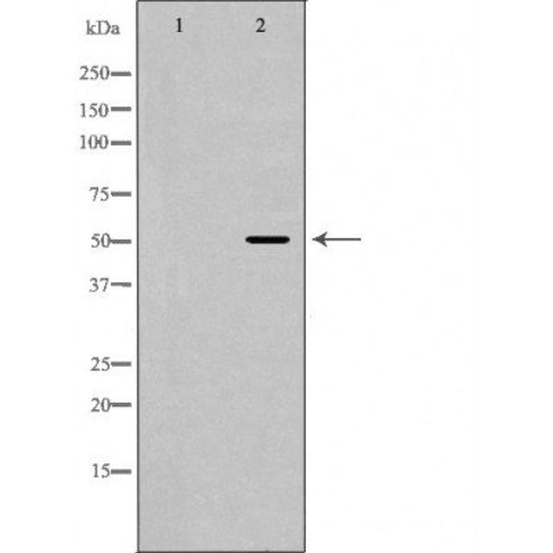 Western blot analysis of mouse heart cell line using HCRTR2 antibody