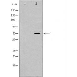 Western blot analysis of mouse heart cell line using HCRTR2 antibody