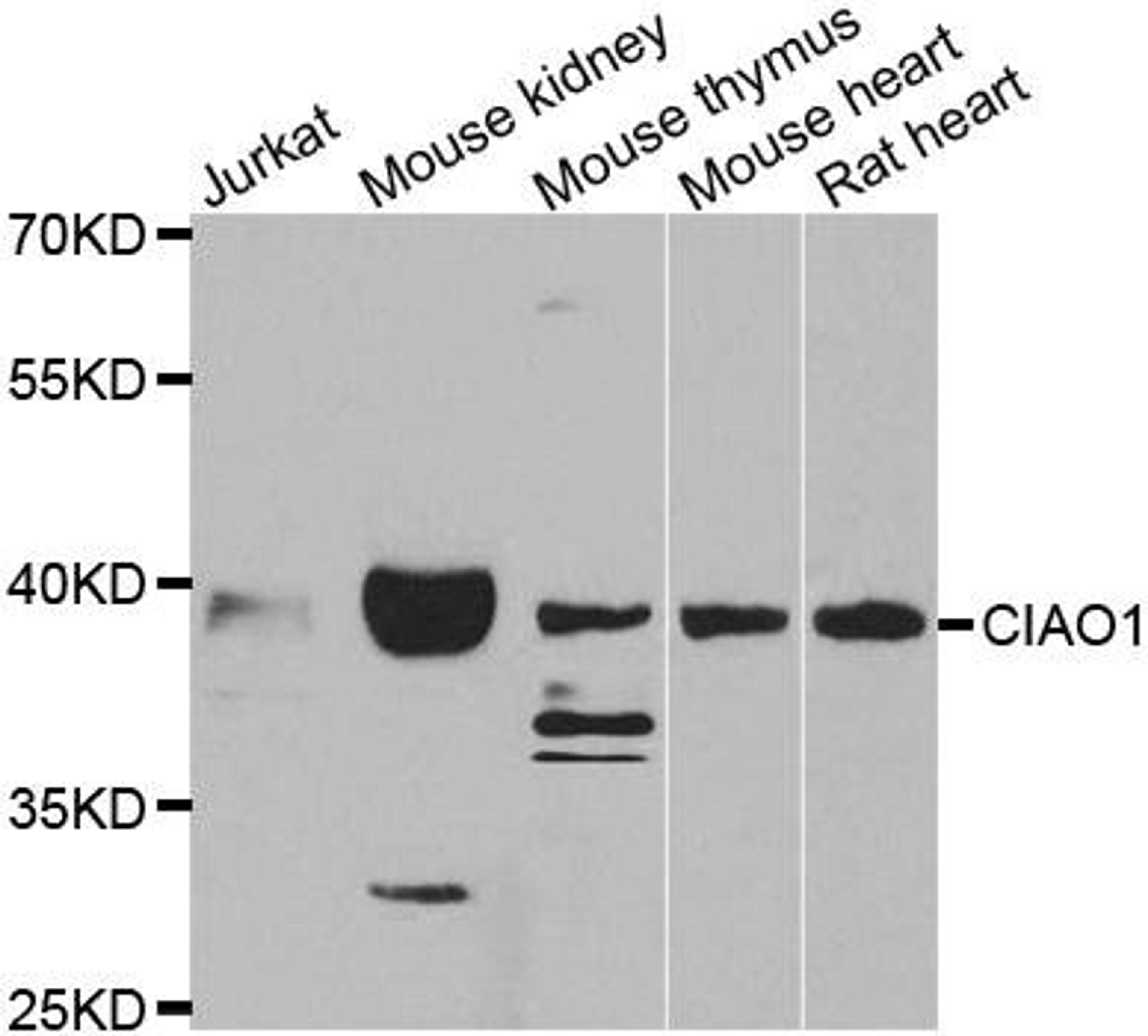 Western blot analysis of extracts of various cell lines using CIAO1 antibody